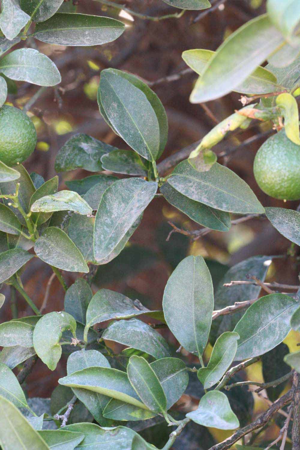              Shade leaves (Riverside, CA)       